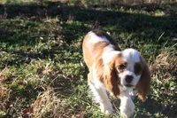 Camden, a male Cavalier King Charles Spaniel for sale in Weaubleau, MO – Photo 5 of 10