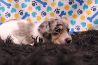 Sagan, a male Miniature Dachshund for sale in Weaubleau, MO – 6 of 9