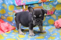Ned, a male French Bulldog for sale in Weaubleau, MO – 7 of 9