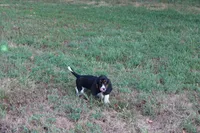 Frida, a female Basset Hound for sale in Weaubleau, MO – 7 of 10