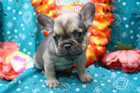 Phineas, a male French Bulldog for sale in Weaubleau, MO – 4 of 6