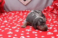 Bodhi, a male Miniature Dachshund for sale in Weaubleau, MO – Photo 5 of 8