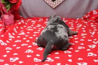 Bodhi, a male Miniature Dachshund for sale in Weaubleau, MO – Photo 7 of 8