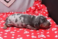 Bodhi, a male Miniature Dachshund for sale in Weaubleau, MO – Photo 2 of 8