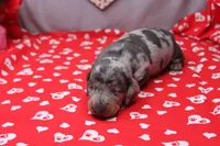 Bodhi, a male Miniature Dachshund for sale in Weaubleau, MO – Photo 3 of 8