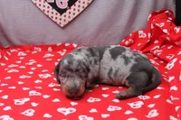 Bodhi, a male Miniature Dachshund for sale in Weaubleau, MO – Photo 1 of 8