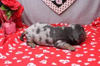 Bodhi, a male Miniature Dachshund for sale in Weaubleau, MO – Photo 8 of 8