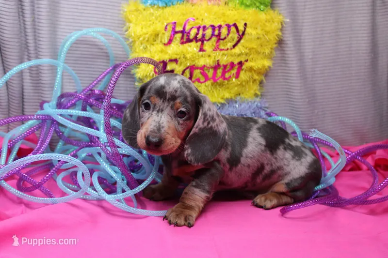 Bodhi – Miniature Dachshund puppy for sale in Weaubleau, MO