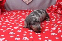 Bodhi, a male Miniature Dachshund for sale in Weaubleau, MO – Photo 4 of 8