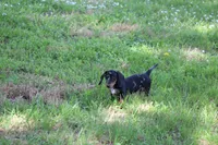 Pine, a male Miniature Dachshund for sale in Weaubleau, MO – 5 of 10