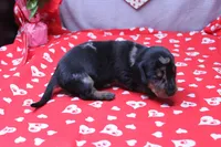 Pine, a male Miniature Dachshund for sale in Weaubleau, MO – Photo 6 of 8