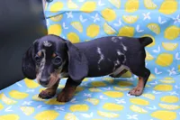 Pine, a male Miniature Dachshund for sale in Weaubleau, MO – Photo 5 of 10