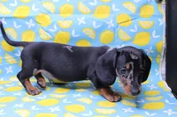 Pine, a male Miniature Dachshund for sale in Weaubleau, MO – Photo 3 of 10