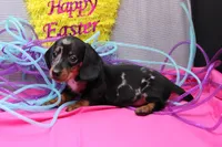 Pine, a male Miniature Dachshund for sale in Weaubleau, MO – Photo 7 of 10