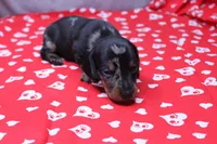 Pine, a male Miniature Dachshund for sale in Weaubleau, MO – Photo 8 of 8