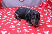 Pine, a male Miniature Dachshund for sale in Weaubleau, MO – Photo 7 of 8