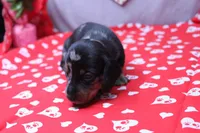 Pine, a male Miniature Dachshund for sale in Weaubleau, MO – Photo 5 of 8