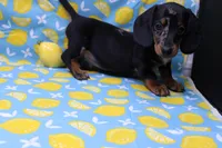 Pine, a male Miniature Dachshund for sale in Weaubleau, MO – Photo 4 of 10