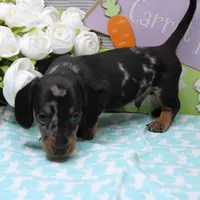 Pine, a male Miniature Dachshund for sale in Weaubleau, MO – Photo 9 of 10