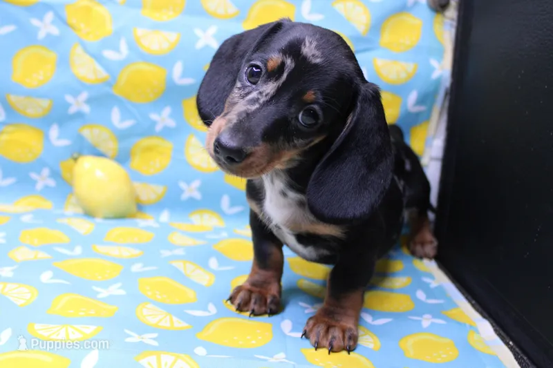 Pine – Miniature Dachshund puppy for sale in Weaubleau, MO