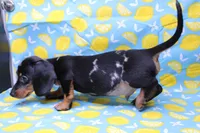 Pine, a male Miniature Dachshund for sale in Weaubleau, MO – Photo 6 of 10
