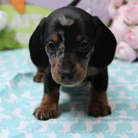 Pine, a male Miniature Dachshund for sale in Weaubleau, MO – Photo 10 of 10