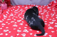 Pine, a male Miniature Dachshund for sale in Weaubleau, MO – Photo 4 of 8