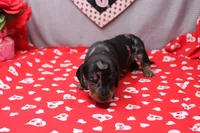 Pine, a male Miniature Dachshund for sale in Weaubleau, MO – Photo 2 of 8