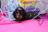Pine, a male Miniature Dachshund for sale in Weaubleau, MO – Photo 8 of 10