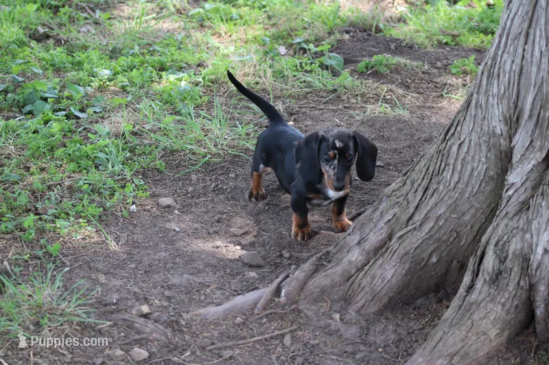 Pine – Miniature Dachshund puppy for sale in Weaubleau, MO
