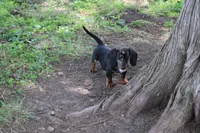 Pine, a male Miniature Dachshund for sale in Weaubleau, MO – 4 of 10