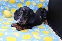 Pine, a male Miniature Dachshund for sale in Weaubleau, MO – Photo 2 of 10