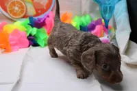 Penny, a female Miniature Dachshund for sale in Weaubleau, MO – 8 of 10