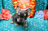 Noble, a male French Bulldog for sale in Weaubleau, MO – 5 of 9