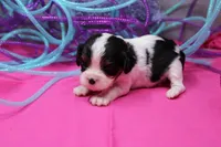 Tawny, a female Cavalier King Charles Spaniel for sale in Weaubleau, MO – Photo 7 of 10