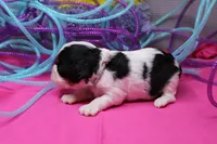 Tawny, a female Cavalier King Charles Spaniel for sale in Weaubleau, MO – Photo 9 of 10