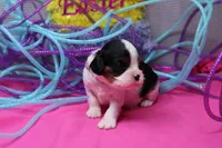 Tawny, a female Cavalier King Charles Spaniel for sale in Weaubleau, MO – Photo 10 of 10
