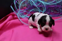 Tawny, a female Cavalier King Charles Spaniel for sale in Weaubleau, MO – Photo 5 of 10