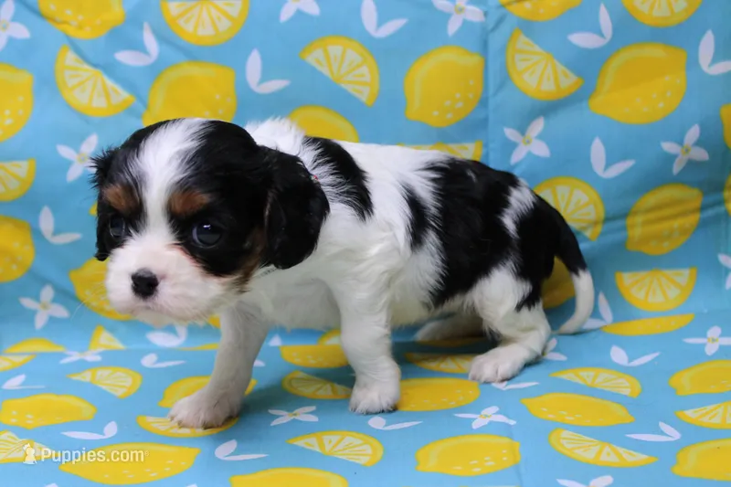 Tawny – Cavalier King Charles Spaniel puppy for sale in Weaubleau, MO