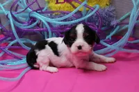 Tawny, a female Cavalier King Charles Spaniel for sale in Weaubleau, MO – Photo 1 of 10