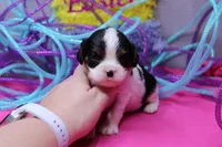 Tawny, a female Cavalier King Charles Spaniel for sale in Weaubleau, MO – Photo 8 of 10