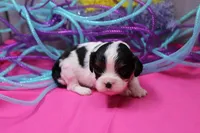 Tawny, a female Cavalier King Charles Spaniel for sale in Weaubleau, MO – Photo 3 of 10