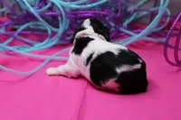 Tawny, a female Cavalier King Charles Spaniel for sale in Weaubleau, MO – Photo 4 of 10