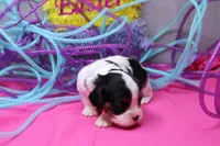Tawny, a female Cavalier King Charles Spaniel for sale in Weaubleau, MO – Photo 6 of 10
