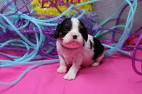 Tawny, a female Cavalier King Charles Spaniel for sale in Weaubleau, MO – Photo 2 of 10