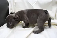 Carmela, a female French Bulldog for sale in Weaubleau, MO – 4 of 10