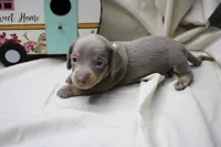 Seraphina, a female Miniature Dachshund for sale in Weaubleau, MO – 6 of 10