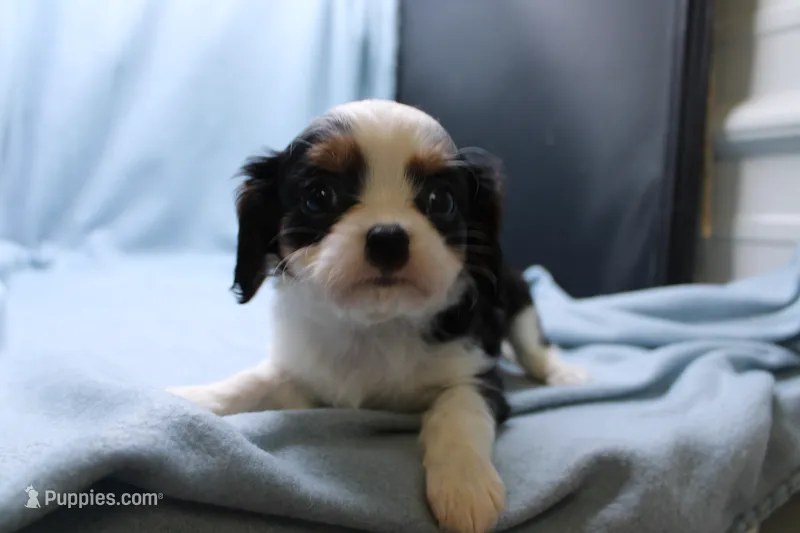Walter – Cavalier King Charles Spaniel puppy for sale in Weaubleau, MO