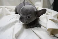Cedric, a male French Bulldog for sale in Weaubleau, MO – 5 of 9