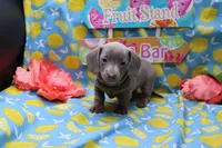 Whimsy, a female Miniature Dachshund for sale in Weaubleau, MO – 5 of 10